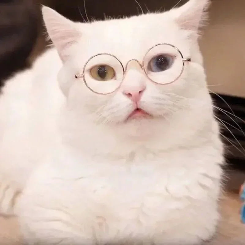 Cute Pet Sunglasses – UV Protection Glasses for Cats & Small Dogs