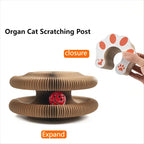 Foldable Cat Scratcher Bed - Curved Cardboard Scratcher & Lounge