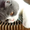 Foldable Cat Scratcher Bed - Curved Cardboard Scratcher & Lounge