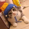 S71f95ae89b834ee4a0a0a3372d4378ca8.webp Cute Cat Hat Funny Pets Party Cosplay Headwear Delicate Hemming Pendant Decor Elasticity Knitted Hat Pet Accessories