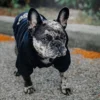 Hooded Pet Jacket - Dog Face Wind Coat Hoodie for Small to Large Dogs