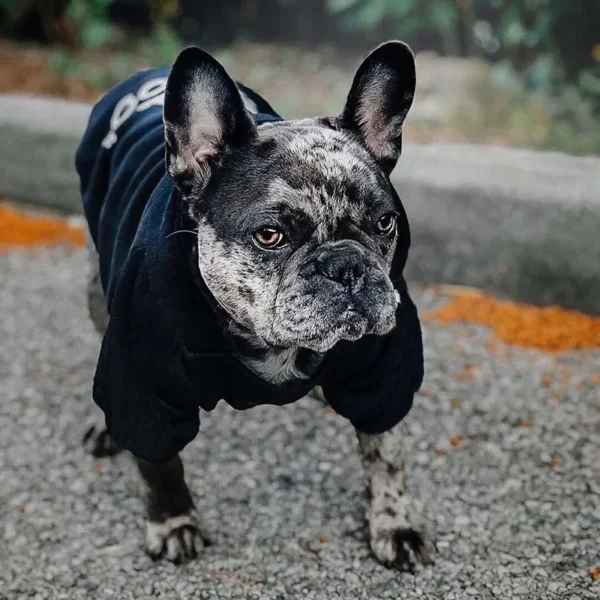 Hooded Pet Jacket - Dog Face Wind Coat Hoodie for Small to Large Dogs