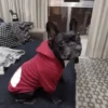 Hooded Pet Jacket - Dog Face Wind Coat Hoodie for Small to Large Dogs