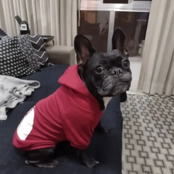 Hooded Pet Jacket - Dog Face Wind Coat Hoodie for Small to Large Dogs